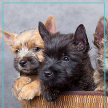 Cairn terrier preto Clearance