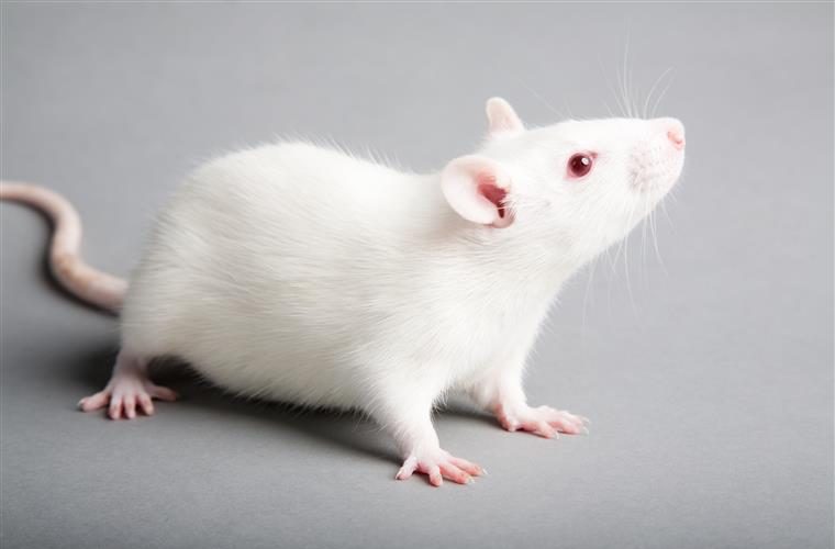Featured image of post View 13 Hamster Chines Branco