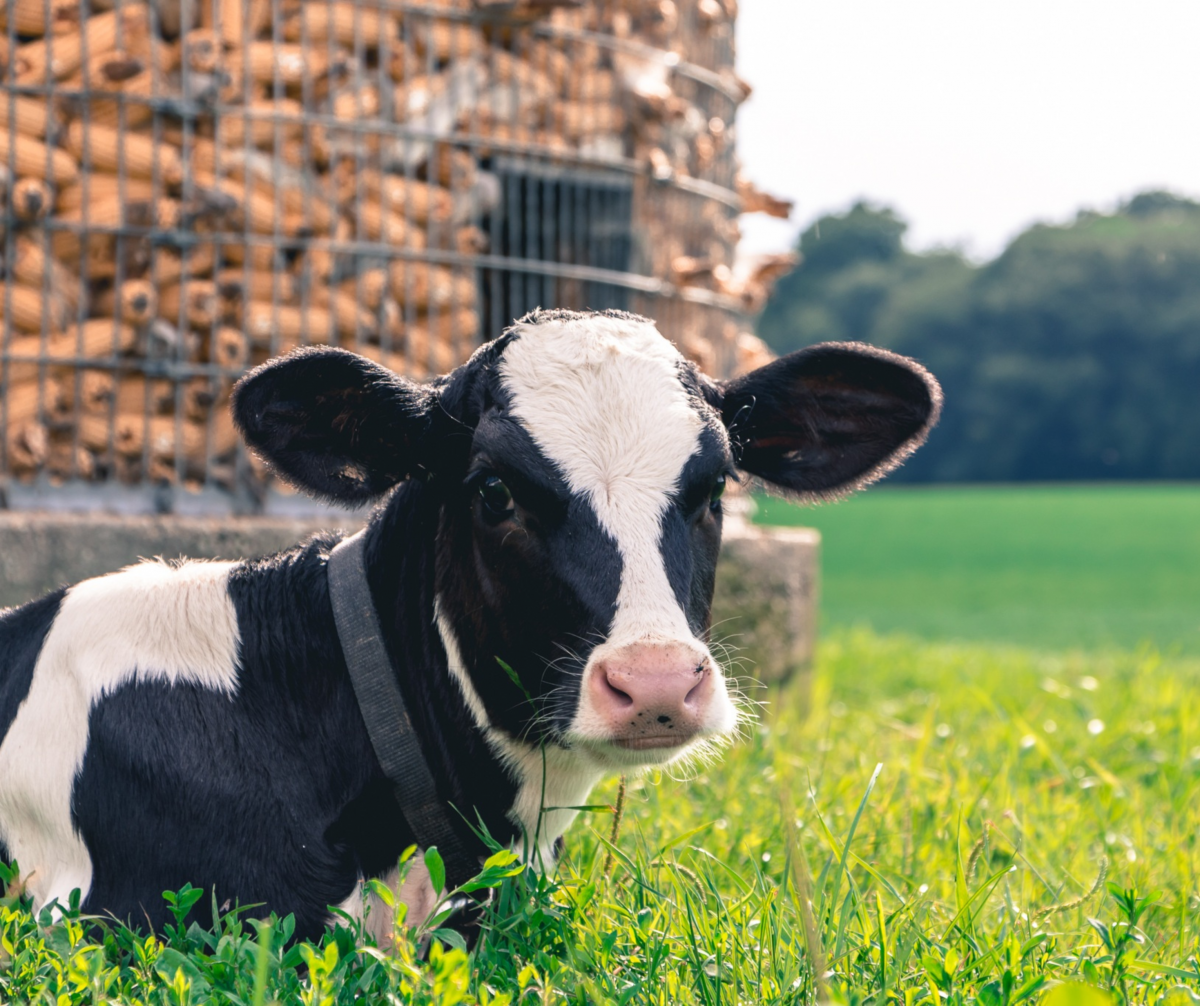 3 Curiosidades sobre Vacas que Você Não Sabia! – Terra Zoo