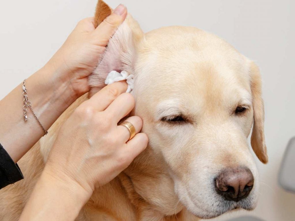 Aprenda a limpar corretamente o ouvido do seu cachorro e evitar ...